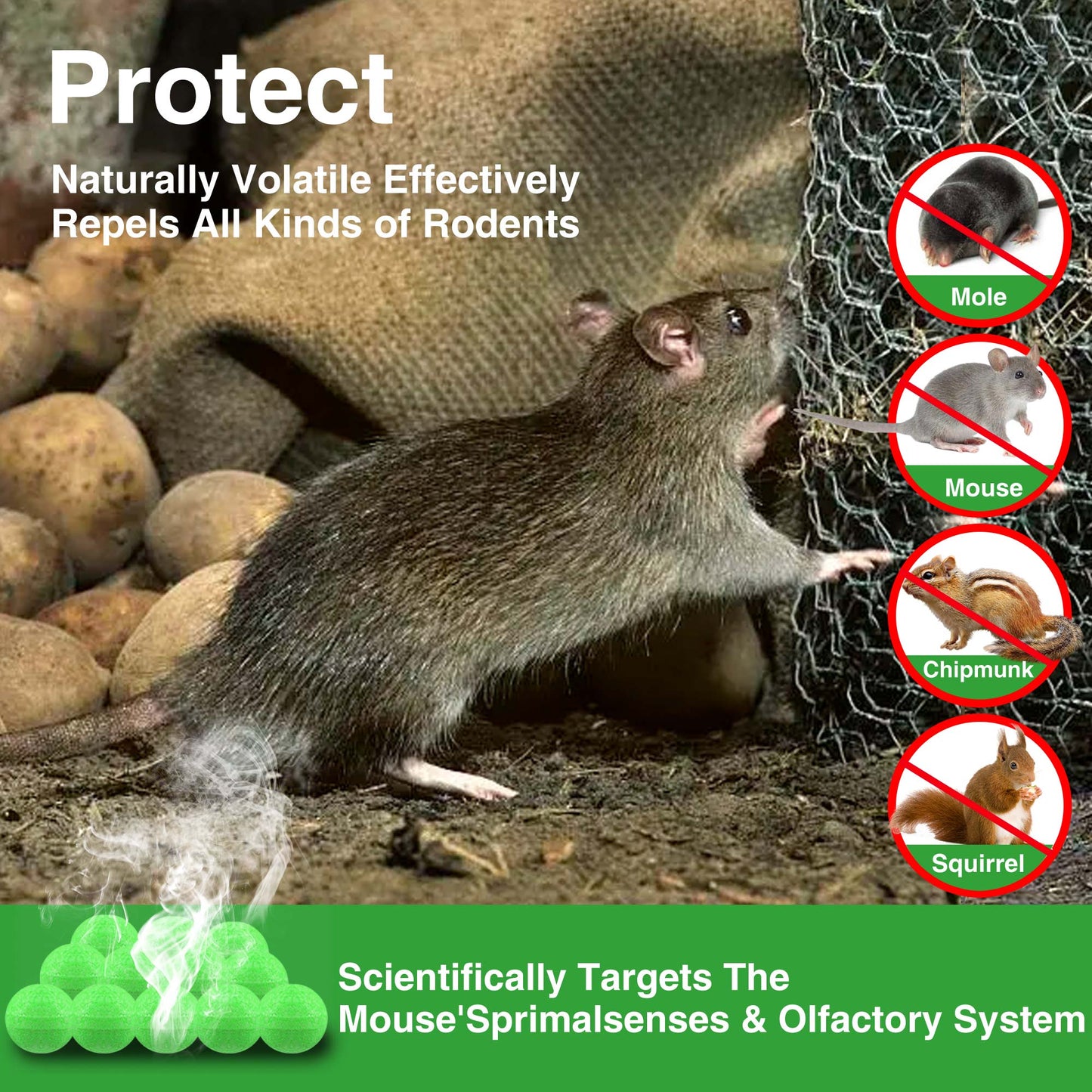 Rodent Repellent - Effective Pest Control for Mice and Rats